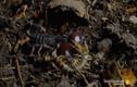 Video: Rết độc thách đấu với bọ cạp đỏ và màn ác chiến 