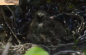Video: Rắn hổ nhận cái kết đắng khi mò vào tổ cướp chim non