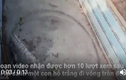 Video: Hổ trắng đi vòng tròn đến lõm cả đất vì bị nhốt