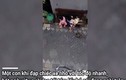 Video: Sốc cảnh khỉ kéo lê, cố gắng "bắt cóc" bé gái 