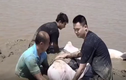 Video: Cảnh sát giải cứu cá heo trắng bị mắc cạn