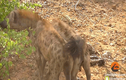 Video: Linh cẩu "đả bại" báo hoa mai rồi kéo lê trên mặt đất