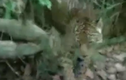 Video: Gặp con mồi "khó xơi", báo hoa mai cụp đuôi bỏ chạy 