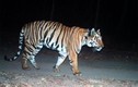 Hổ Ấn Độ đi bộ hàng nghìn km để tìm bạn tình