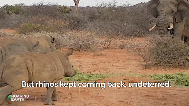 Video: Voi rừng nghênh chiến 3 con tê giác