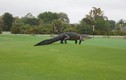Cá sấu khổng lồ đột kích sân golf Mỹ