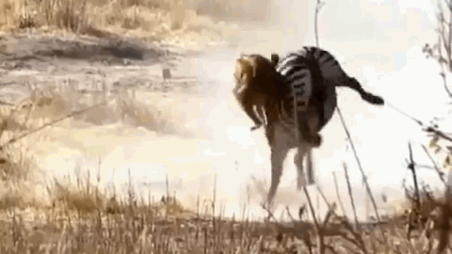 Video: Sư Tử bị ngựa vằn hành thừa sống thiếu chết
