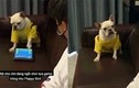 Video: Chú chó nổi giận vì bị phá bĩnh khi chơi game