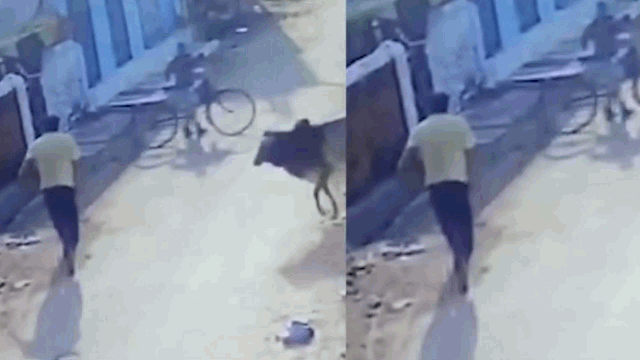 Video: Người đàn ông bị bò điên tấn công kinh hoàng