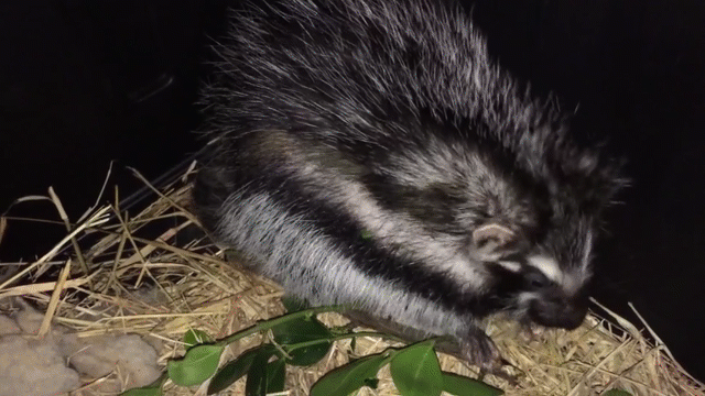 Video: Bí ẩn về loài chuột có lông độc