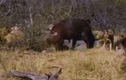 Video: Trâu rừng phản đòn khiến 20 con sư tử cay cú