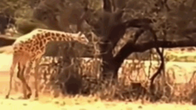 Video: Sư tử bay người lên không giết hươu cao cổ 