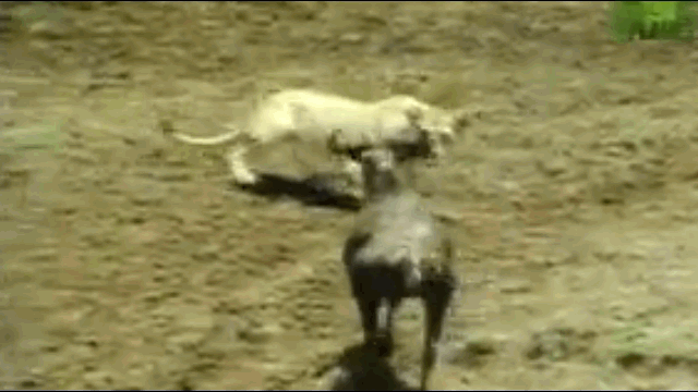 Video: Sư tử vờ đầu hàng rồi tung đòn kết liễu linh dương