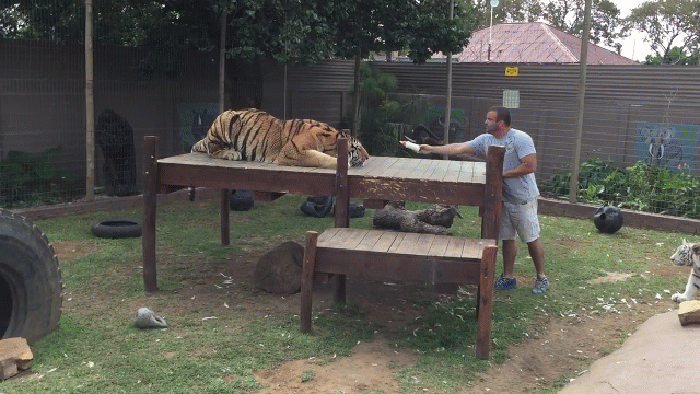 Video: Người đàn ông bất ngờ bị tấn công khi cho hổ con bú sữa
