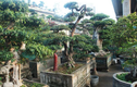 Khám phá cây hải châu bonsai có dáng thế độc đáo