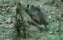 Video: Báo đốm Mỹ bại trận ê chề trước lợn lòi