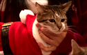 Video : Những ông già Noel mèo ở Hàn Quốc
