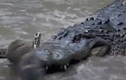 Video: Màn đụng độ giữa cá sấu và trăn khủng