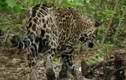 Video: Báo đốm suýt giẫm phải tử thần rừng rậm Amazon