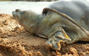 Video: Ngoạm đầu lươn bất thành, rùa khủng hờn dỗi bò xuống sông