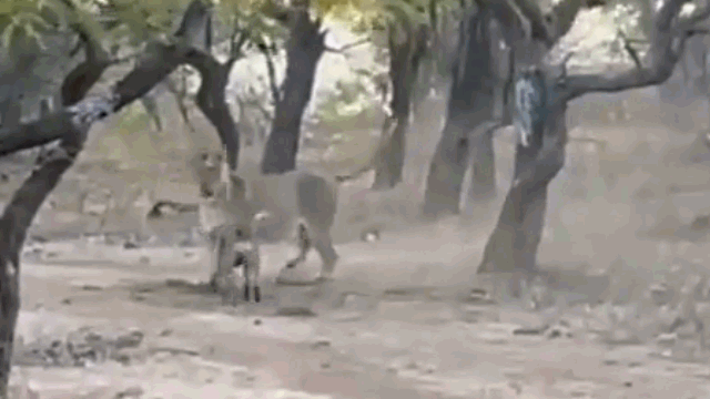 Video: Trêu ngươi sư tử, chó hoang bị tát thẳng mặt