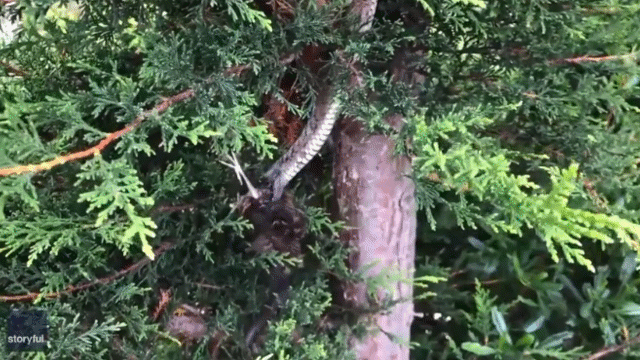 Video: Bất ngờ bắt gặp rắn hổ treo mình trên cây bắt chim