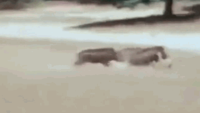 Video: Bị lợn rừng đuổi ngược, báo hoa mai chạy té khói