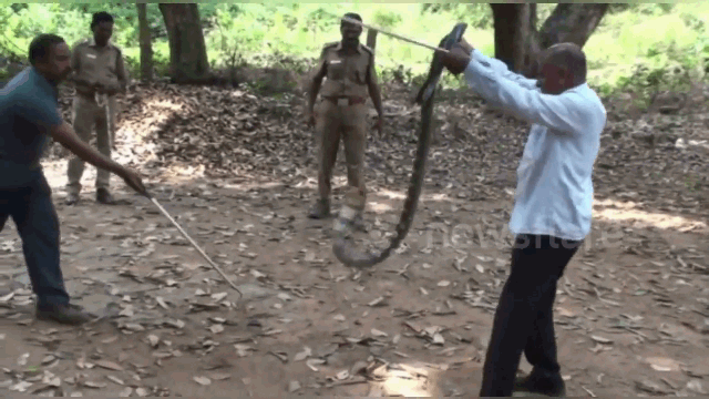 Video: Thót tim với màn bắt rắn hổ mang khổng lồ cực độc