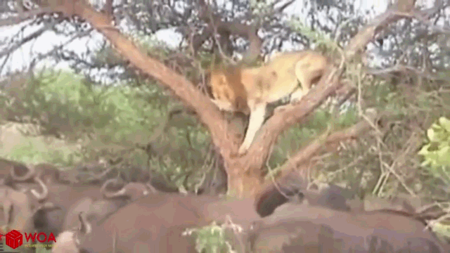 Video: Trâu rừng phản đòn dũng mãnh khiến sư tử nuốt hận