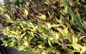 Lan Trần Mộng siêu rẻ, 20 nghìn/cành hoa dài cả mét