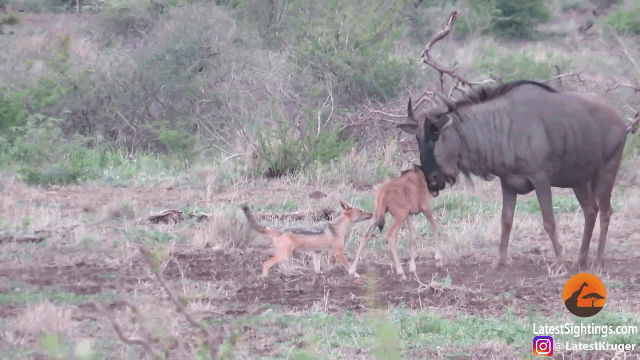 Video: Đánh đuổi chó hoang, linh dương đầu bò húc văng con non