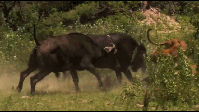 Video: Trâu rừng dàn trận, đánh nhau với sư tử và cái kết