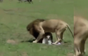 Video: Vừa ra khỏi bụng mẹ, ngựa non đã bị sư tử đoạt mạng