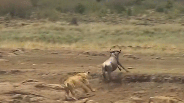 Video: Linh dương “ăn gan hùm” đuổi sư tử chạy trối chết