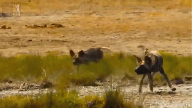Video: Chó hoang tham vọng giết trâu rừng và cái kết