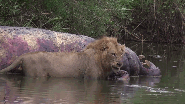 Video: Sư tử vội tháo chạy vì bị cá sấu "đánh úp"