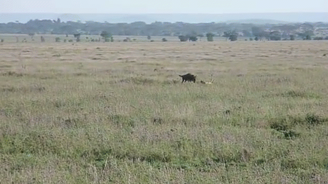 Video: Linh dương đầu bò đuổi sư tử chạy rẽ đất