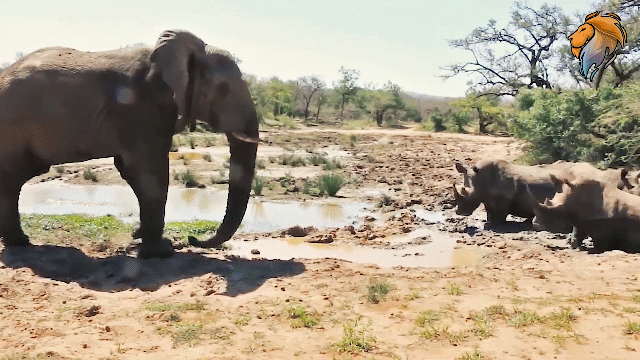 Video: 1 chọi 5, voi khẳng định vị thế với tê giác