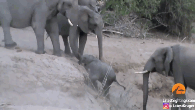 Video: Cả đàn voi xúm lại giúp voi con leo dốc