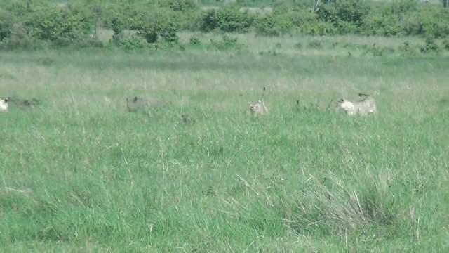 Video: Sư tử dàn trận bắt lợn rừng ngoạn mục