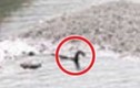 Quái vật hồ Loch Ness đã bơi đến Canada?