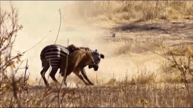 Video: Ngựa vằn bất kham vùng lên hành sư tử "thừa sống thiếu chết"
