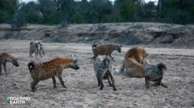 Video: Sư tử đực thể hiện bản lĩnh giữa vòng vây của 20 con linh cẩu