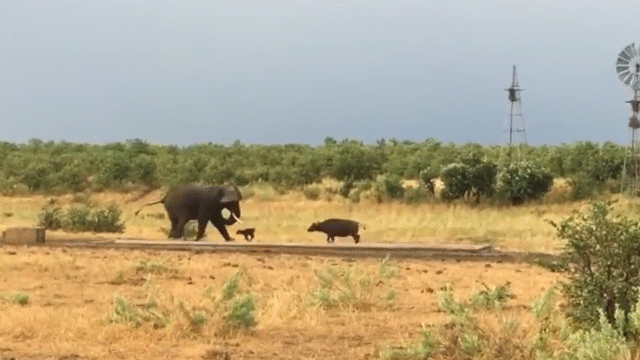 Video: Nghé con hùng hổ truy đuổi voi rừng và cái kết không thể ngờ