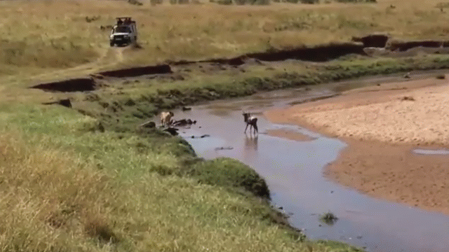 Video: Trêu ngươi sư tử, linh dương đầu bò gánh hậu quả nặng