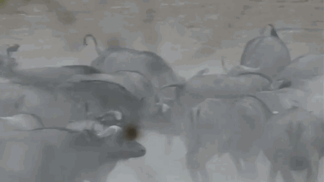 Video: Chạy vào đàn trâu điên, linh dương bị húc văng lên không trung