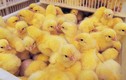 Mỹ treo thưởng gấp 5 lần Nobel để cứu sống 7 tỷ con gà trống