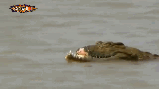 Video: Giành mồi với đồng loại, cá sấu bị bẻ gãy hàm trên