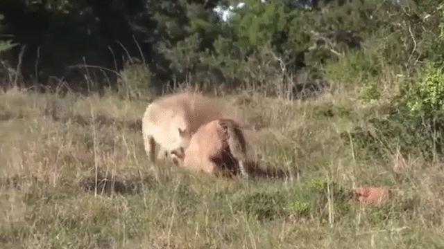 Video: Mải đọ sức ra oai, lợn đực bất cẩn thành mồi ngon của báo