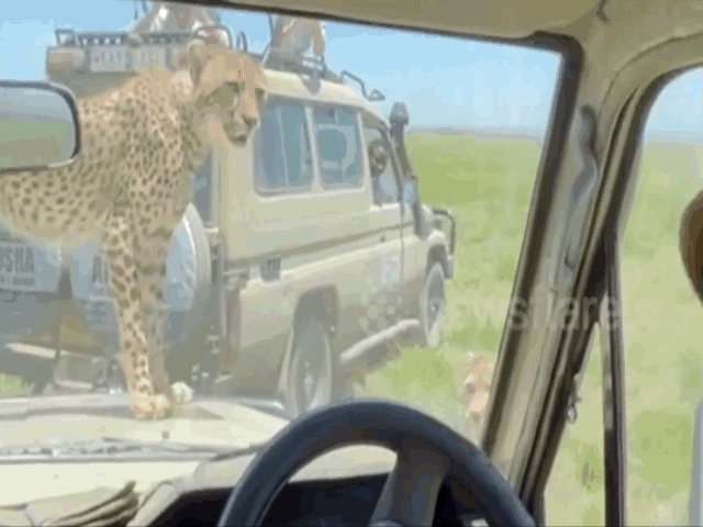 Video: Khách tham quan khiếp vía vì một con báo gêpa tò mò